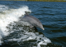Rare Dolphin Spotted on South Korea’s East Coast - National News