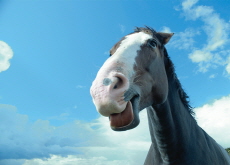The Science Behind a Horse’s ‘Neigh’ - Bonus