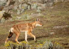 Can Wolves Act as Pollinators? - Science