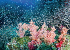 Why Are Coral Reefs Dying? - Aha!