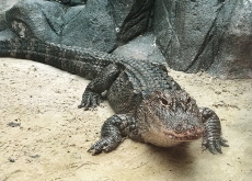 Alligators: Unlikely Heroes Against Global Warming - Bonus