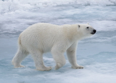 The Mystery of the Fat Polar Bears - Science