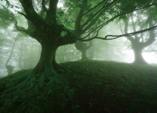 Do Trees Communicate With Each Other? - Science