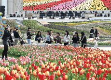 Families Enjoy a Colorful Tulip Festival / Meet the Deep-Frying Robot! - Photo News