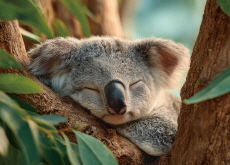 Koalas: Nature’s Biggest Sleepers - Science