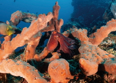 The Strange Secrets of Octopuses - Science