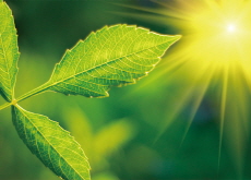 Do Plants Cook? Making Food With Sunlight - Science