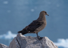 South Polar Skuas Pick Easy Meals - Global News