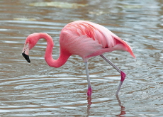 The Secret Behind Flamingos’ Pink Feathers - Aha!