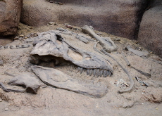 How Nature Turns Ancient Bones Into Fossils - Science