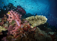Raja Ampat - Let's Go
