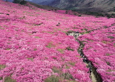 Biseulsan Covered in Pink Blossoms / Everland Marks 50th Anniversary - Photo News