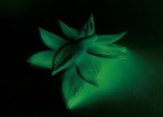 Succulents That Glow in the Dark? - Aha!