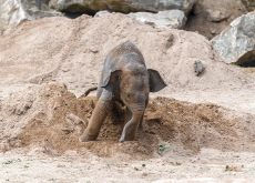A Blossom of Hope: Zoo Welcomes First Asian Elephant Calf in Decades - Reader's Voices