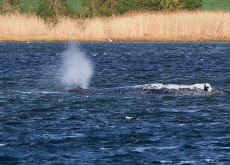 Timmy the Whale Goes Home! - Global News