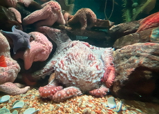 Octopuses Change Colors When They Dream! - Bonus