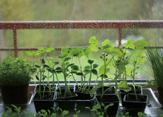 Rainy Sounds, Happy Seeds - Bonus