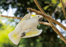 Smart Cockatoos Learn From Friends - Global News