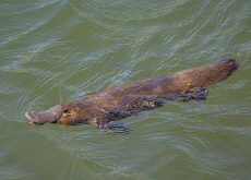 Did You Know Ancient Platypuses Had Teeth? - Bonus