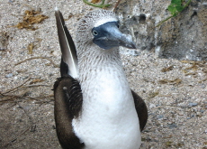 What Makes a Blue-Footed Booby’s Feet So Blue? - Aha!