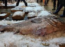 Scientists Successfully Hatch Legendary Deep-Sea Fish Dotdom! - Bonus