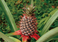 Pineapple’s Clever Adaptation - Science