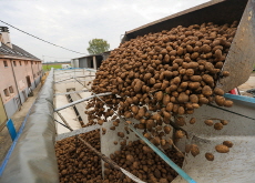 A Challenging Year for Belgium’s Potato Farmers - Global News