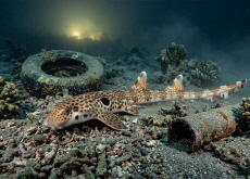 New Walking Shark Species Faces Extinction Risk - Global News