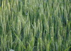 The Secret Language of Barley - Bonus