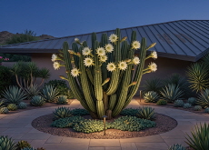The Cactus That Shows Its Beauty for Just One Night - Bonus
