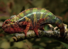 The Science Behind Chameleons’ Color-Changing Trick - Science