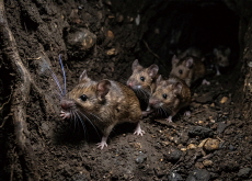 How Do Mice Navigate the Dark? The Secret Is in Their Whiskers! - Bonus