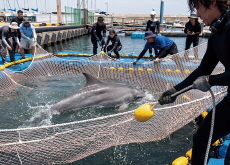 Anmogi the Dolphin Gets Help - National News