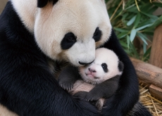 Everland’s New Baby Panda Reaches 50-Day Health Milestone - National News