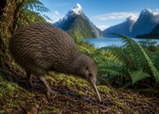 New Zealand: Land of the Kiwi - Let's Go