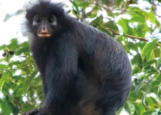Meet the Mysterious Likweli Monkey - Global News