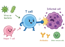What Are T Cells? - Aha!