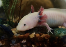 The Amazing Regenerator: Meet the Axolotl - Science