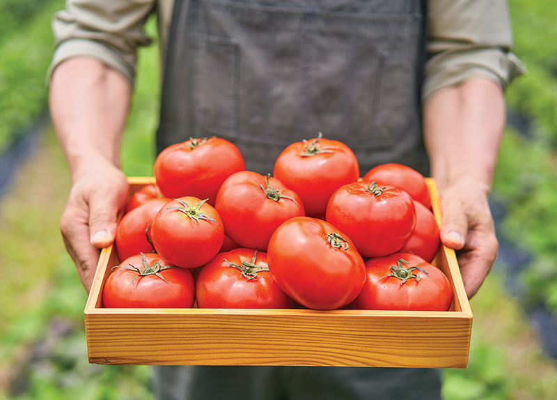 Gene-edited Tomatoes Could Become New Vegan Source of Vitamin D0