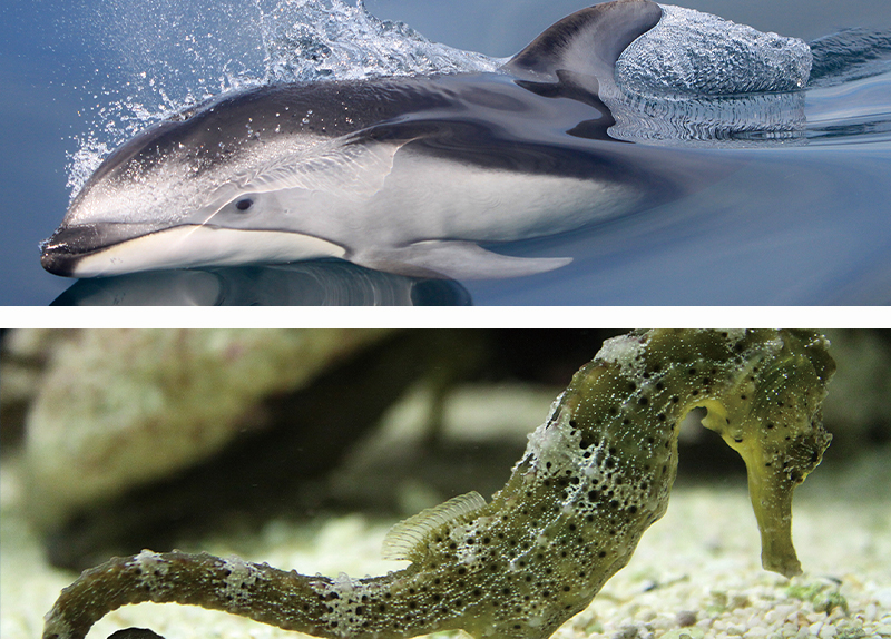 Dolphins and Sea Horses Put Under Protection0