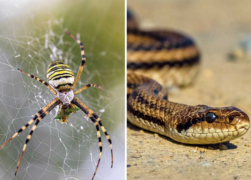 Which Are Scarier, Spiders or Snakes? - Think Together