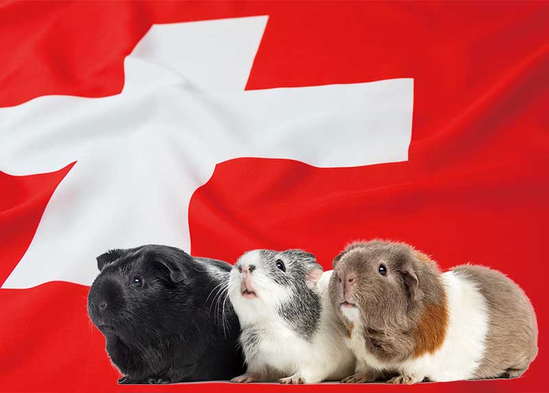 Why It’s Illegal in Switzerland to Only Have One Guinea Pig as a Pet - World News