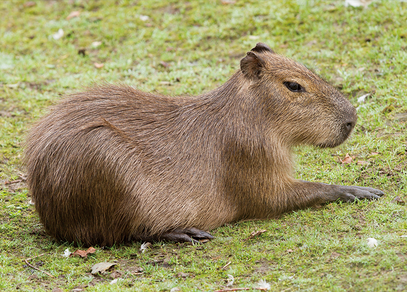 The Trendy Capybara0