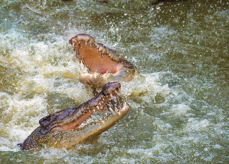 Crocodile Attack By Biting Back0