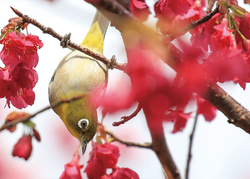 Chichen Itza / Cherry Blossoms and Warbling White-Eyes4