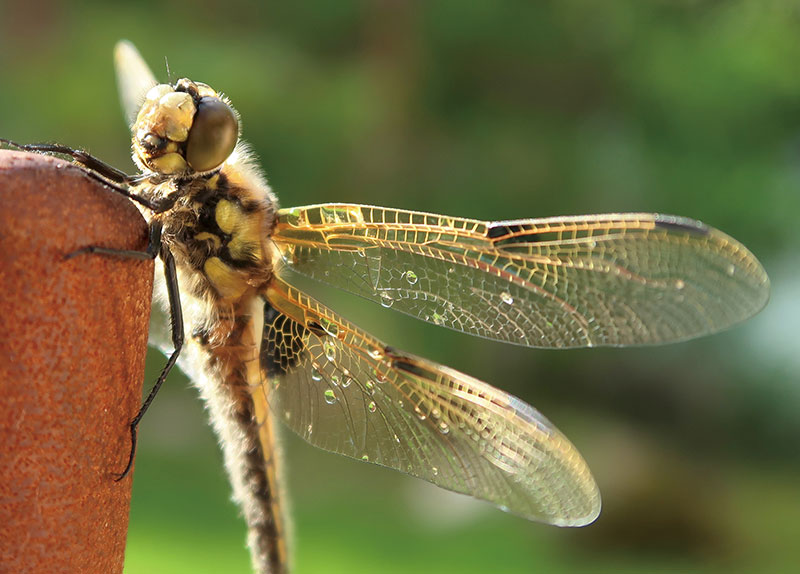 The Life of Dragonflies0