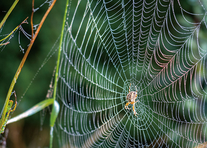 How Do Spiders Make Webs?0