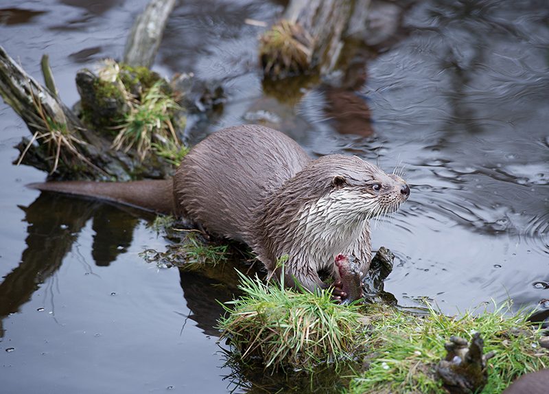 Endangered Otter Spotted at Tangeum Lake0