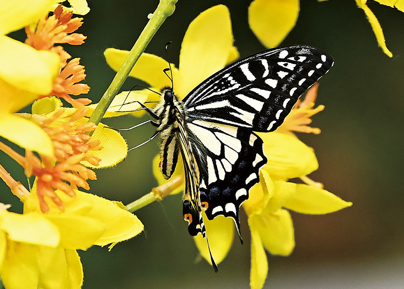 Aircraft Covered With Tarp For Air Busan Fire Investigation / Butterflies Welcome the Beginning of Spring4