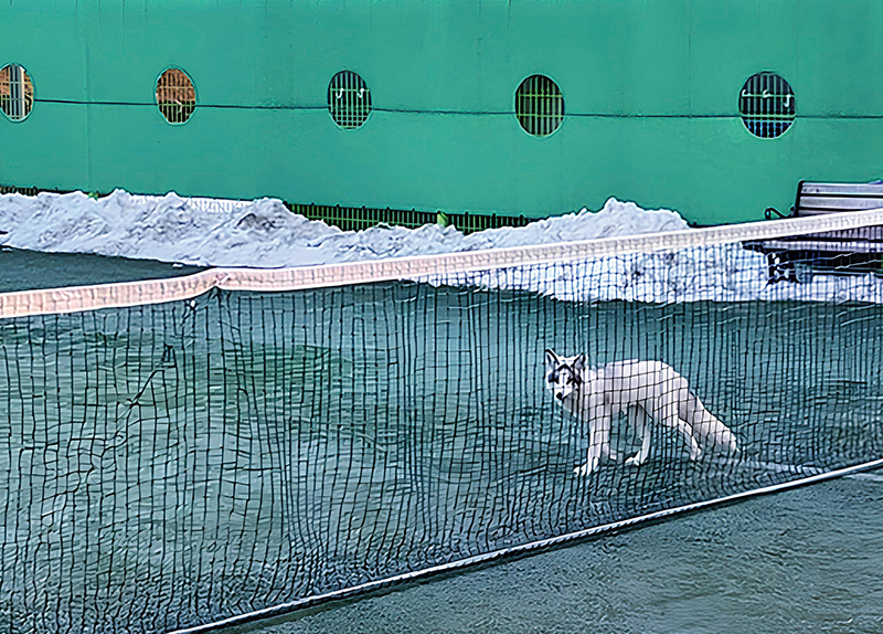 Fox Found in Sports Park To Be Relocated to Zoo0